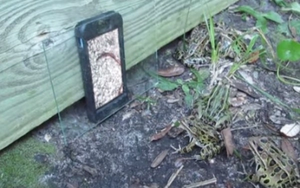 reactia-unor-broaste-la-vederea-unui-iphone-video