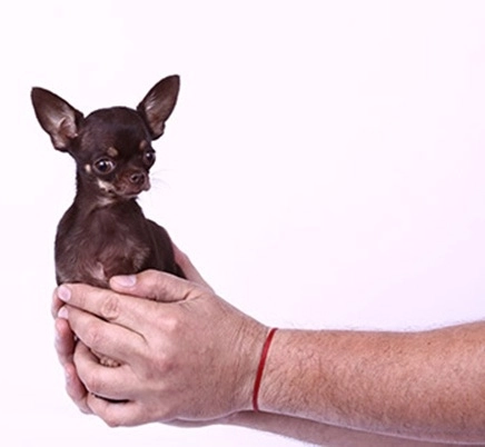 record-cel-mai-mic-caine-din-lume-