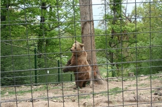 rezervatia-de-ursi-libearty-in-topul-destinatiilor-lumii