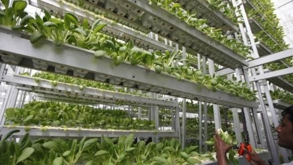 ridichi-si-salata-verde-marca-panasonic-or-fi-hd