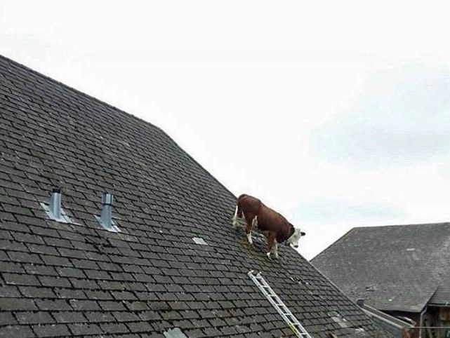 sa-suit-vaca-pe-acoperis
