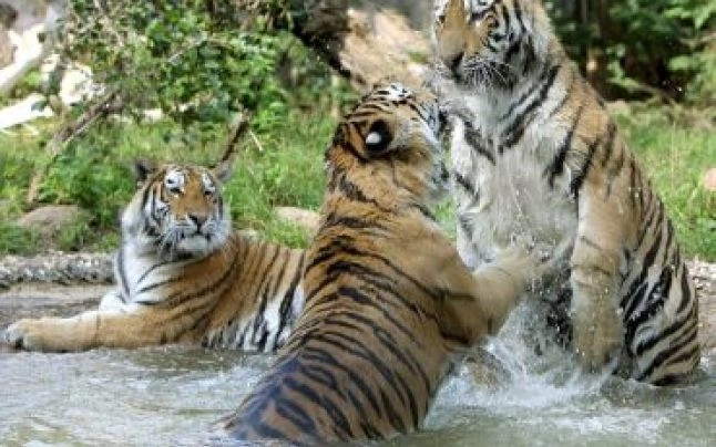 socant-cum-iesi-din-cladire-cu-tigrul-legat-de-usa-liftului-