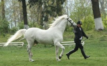 spectacole-ecvestre-la-herghelia-sambata-de-jos