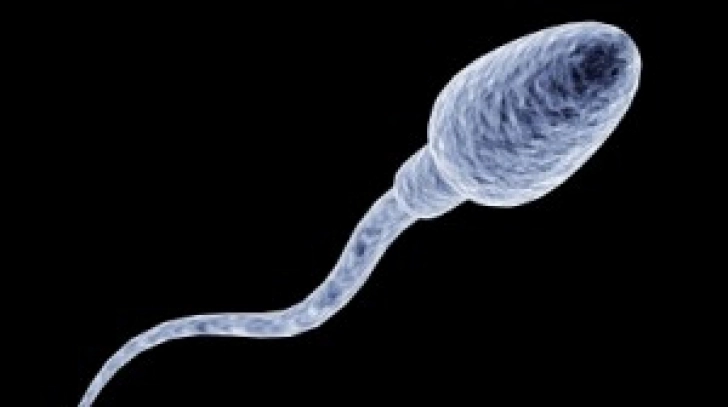 speranta-barbatilor-infertili-spermatozoizii-fabricati-din-piele