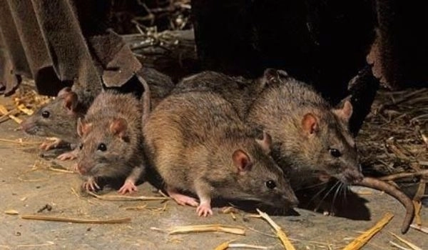 studiu-soarecii-nu-se-tem-de-femei