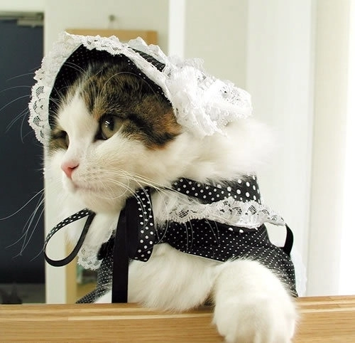 superstitii-amuzante-pisicile-si-buletinul-meteo-