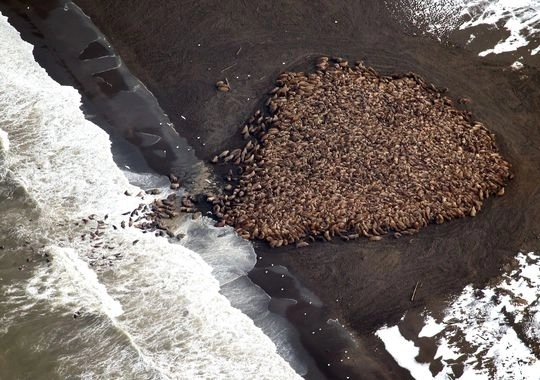 topirea-gheturilor-35000-de-morse-au-invadat-alaska