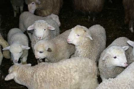 topul-furturilor-la-brasov-animalele-si-fierul-vechi