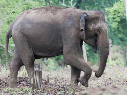 un-elefant-a-distrus-o-casa-dar-a-salvat-copilul-de-sub-caramizi
