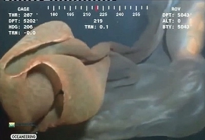 un-monstru-marin-fotografiat-in-golful-mexic