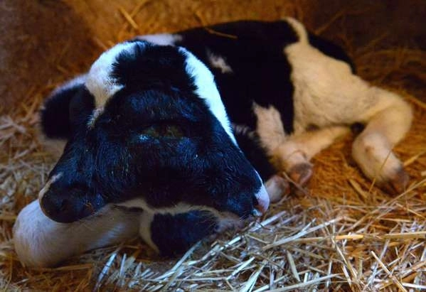 vitelul-cu-doua-capete