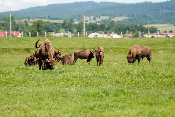 vor-sa-extinda-rezervatia-de-zimbri-de-la-vama-buzaului