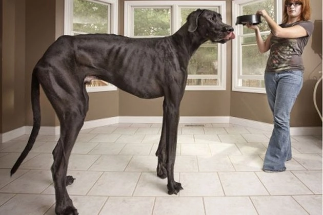 zeus-cel-mai-inalt-caine-din-lume-a-murit