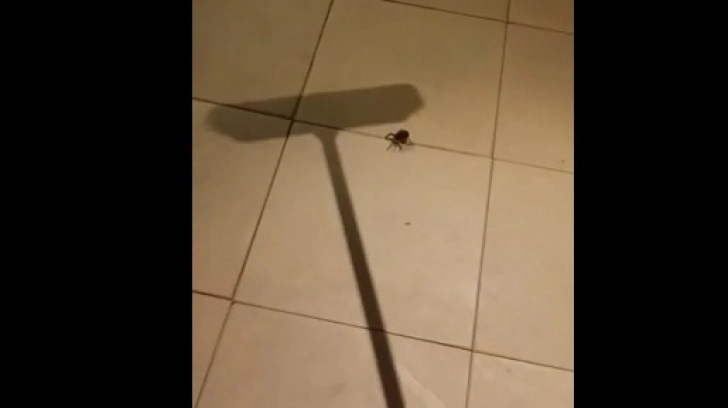 a-incercat-sa-omoare-un-paianjen-cu-o-matura-dar-au-urmat-momente-de-groaza-video