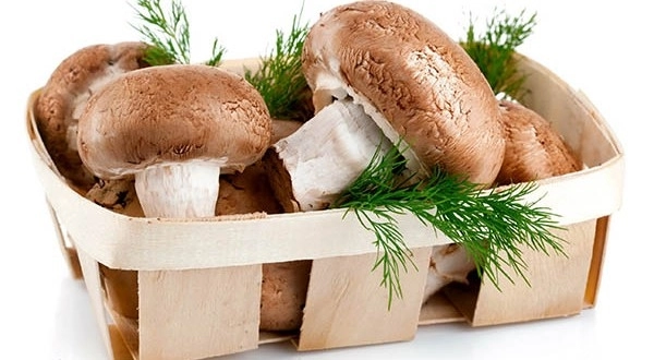 ciupercile-lupta-impotriva-cancerului-si-reinnoiesc-celulele