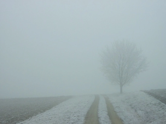 cod-galben-de-ceata-la-brasov