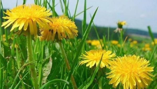 cum-sa-ai-un-ficat-sanatos