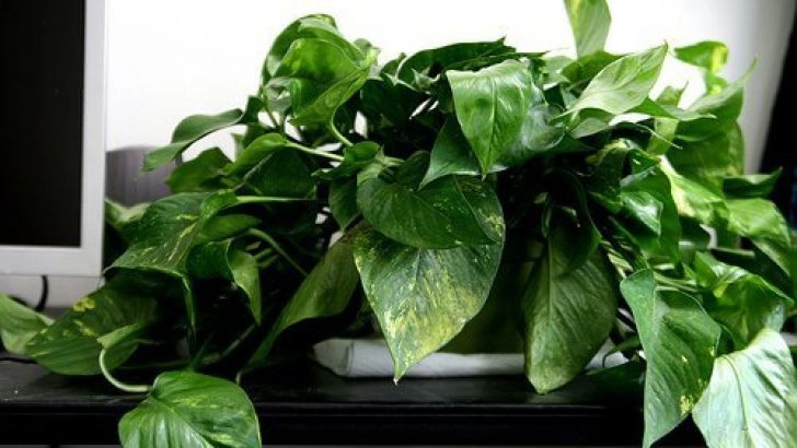 de-ce-trebuie-sa-ai-in-casa-un-ghiveci-cu-iedera-diavolului-