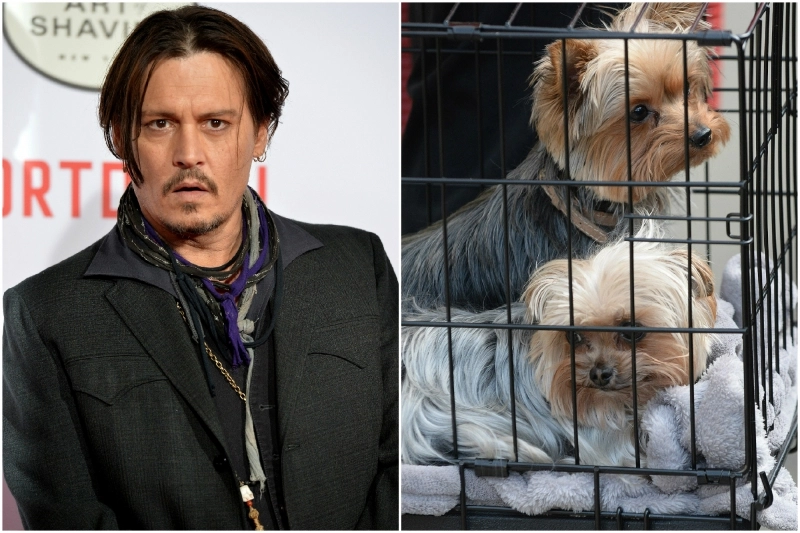 johnny-depp-risca-10-ani-de-inchisoare-in-australia-din-cauza-cainilor-sai