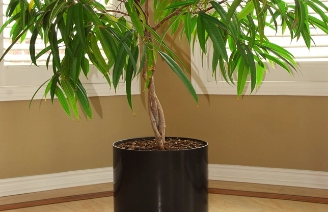 plante-care-te-ajuta-sa-pastrezi-aerul-curat-in-casa