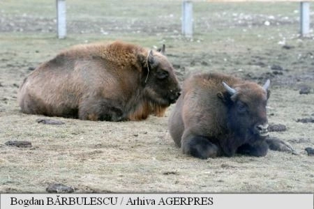 primarul-din-vama-buzaului-solicita-extinderea-suprafatei-rezervatiei-valea-zimbrilor