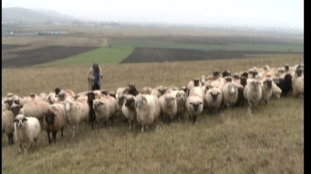 revolta-in-randul-ciobanilor