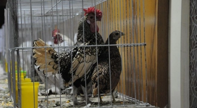 sala-de-atletism-metrom-expozitie-de-pasari-rare-la-brasov