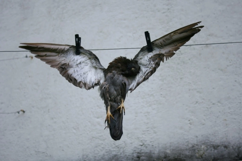 socant-pasari-rapitoare-aruncate-intro-fosa-septica-la-brasov