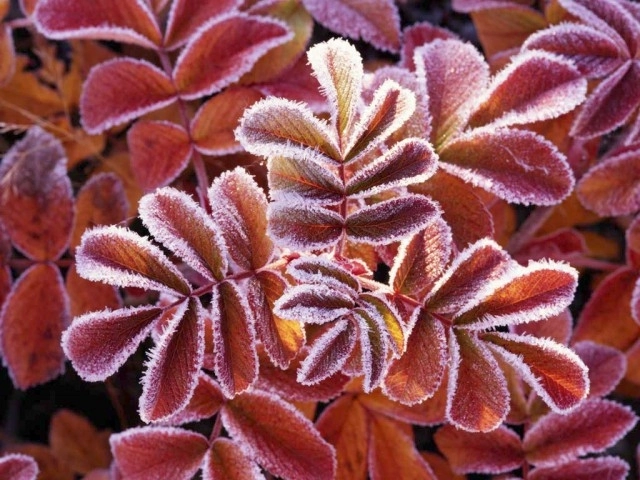 a-sosit-noiembrie-brumar