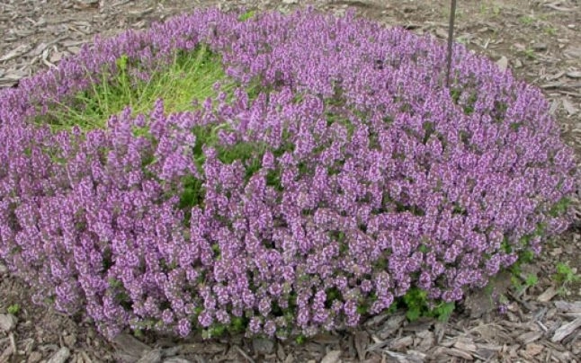 antibioticul-saracului-varianta-vegetala-