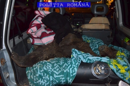 brasov-flagrant-pe-dn1-urs-ucis-si-ascuns-intro-patura-galerie-foto