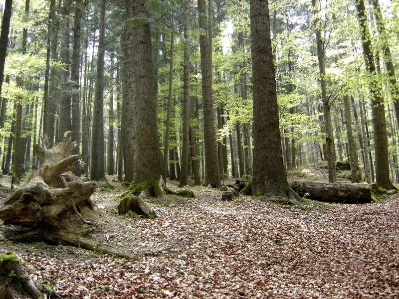 brasovean-mort-in-padure