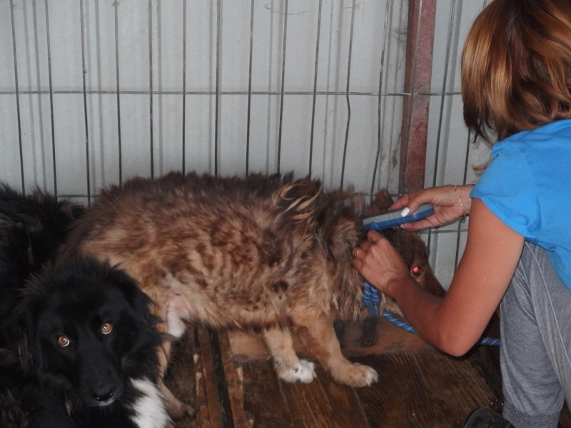 cainii-de-la-zarnesti-au-fost-microcipati