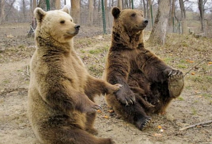 de-necrezut-va-fi-oficiata-la-zarnesti-o-slujba-relgioasa-pentru-animale-