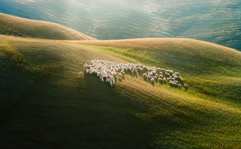 ferma-de-oi-din-australia-transformata-in-rezervatie-naturala