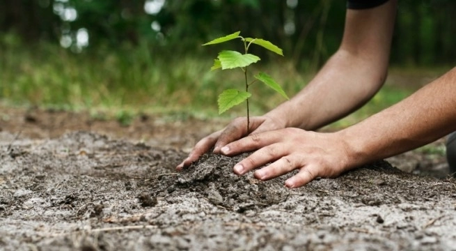 la-rasnov-se-pregateste-o-plantare-record-de-puieti