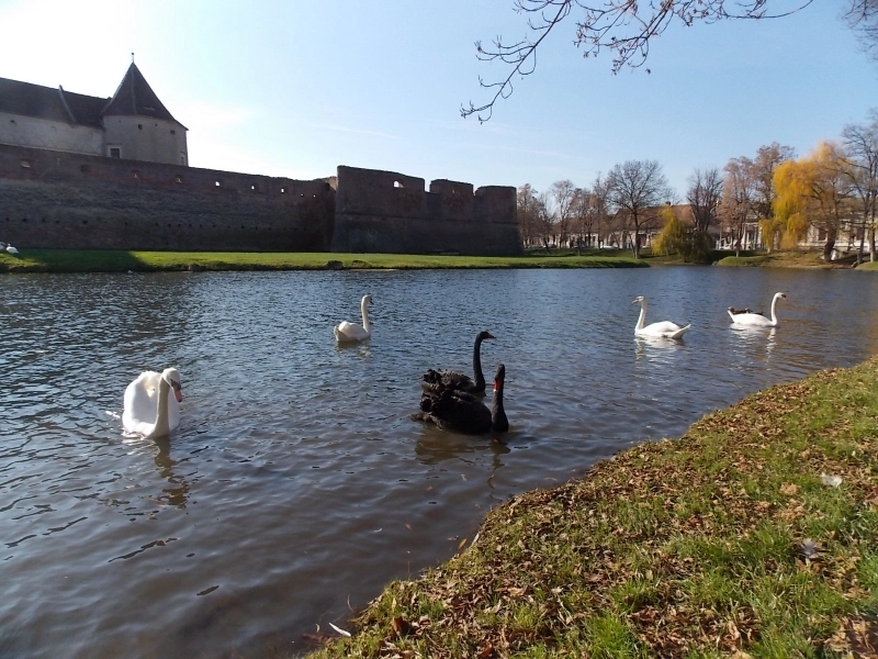 lacul-cetatii-fagaras-a-ramas-din-nou-fara-lebede-