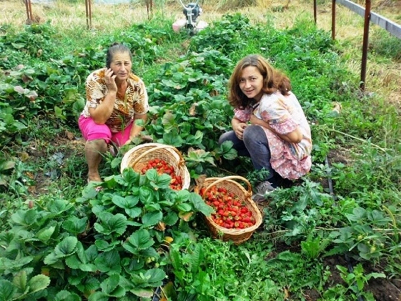 locuri-de-munca-sezoniera-in-domeniul-agricultura-in-spania-