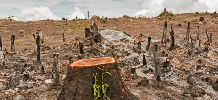 lupii-paznici-la-oi-