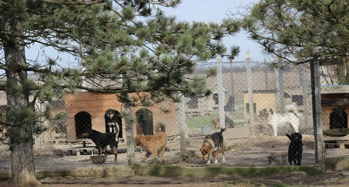o-noua-sansa-pentru-cainii-fara-stapan-din-zarnesti