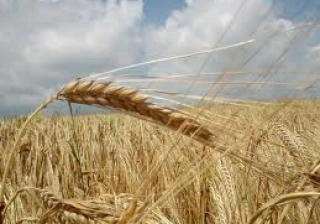 parteneriat-agroalimentar-tara-barsei