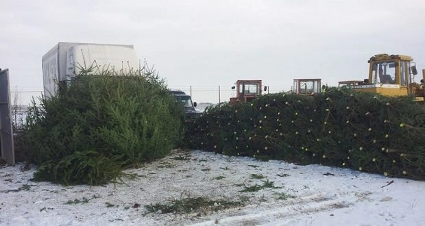pomi-de-craciun-la-pret-de-producator-in-tarlungeni