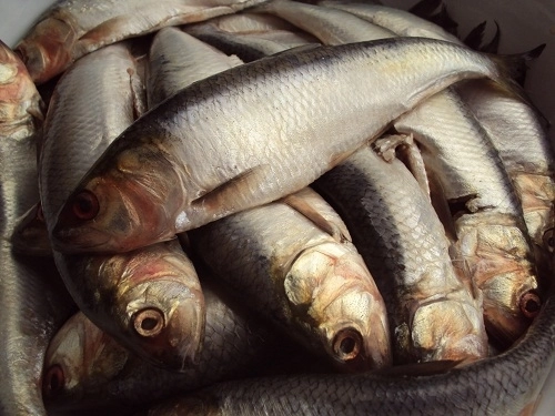 scrumbia-de-dunare-afumata-la-un-pas-de-dobandirea-protectiei-la-nivelul-uniunii-europene