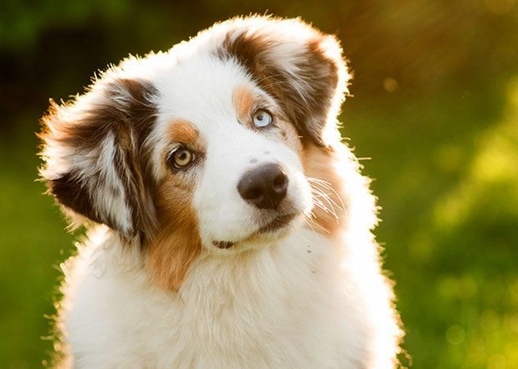 se-da-startul-distractiei-la-dogfest-(1)