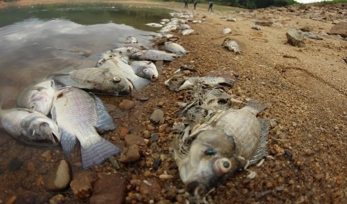 sosul-de-peste-produs-in-vietnam-contine-un-nivel-periculos-de-arsenic