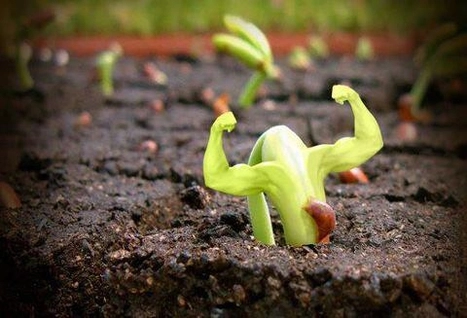 studiu-plantele-sufera-de-stres-la-fel-ca-si-oamenii