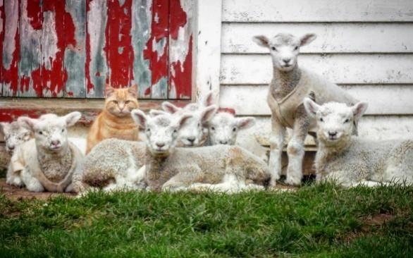 un-motan-se-crede-oaie