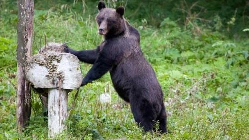 urs-haituit-de-caini-salvat-de-padurari