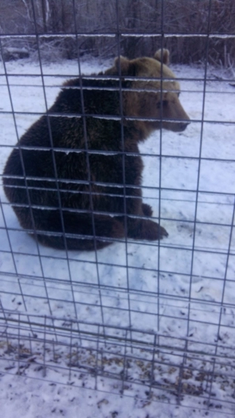 ursul-care-a-bagat-spaima-in-ploiesteni-adus-la-brasov-galerie-foto