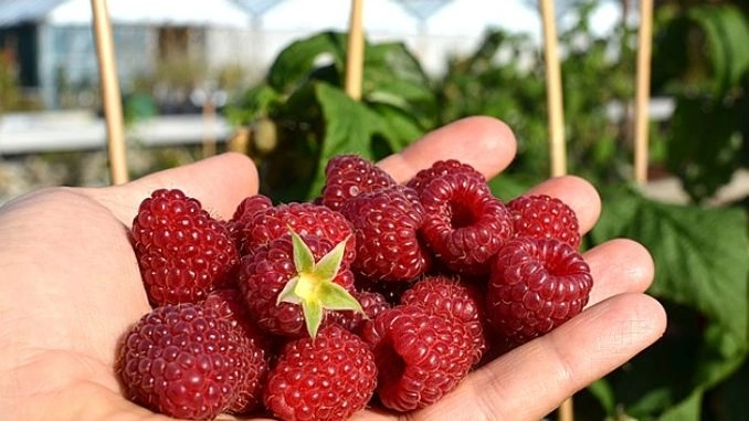 300-de-locuri-de-munca-la-cules-de-zmeura-in-portugalia